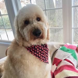 Meet your Posher, Sara